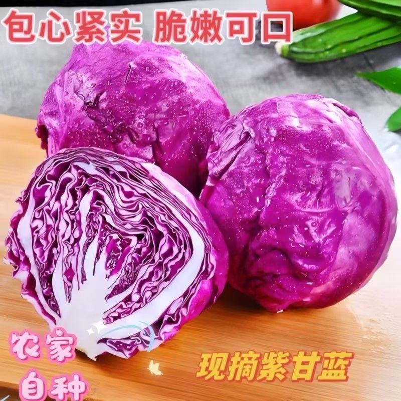 新鲜紫甘蓝紫色包菜卷心菜沙拉即食蔬菜整箱包邮紫甘蓝蔬菜