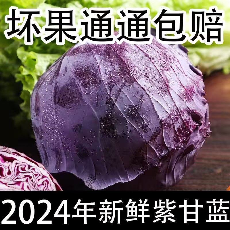 新鲜紫甘蓝紫色包菜卷心菜沙拉即食蔬菜整箱包邮紫甘蓝蔬菜