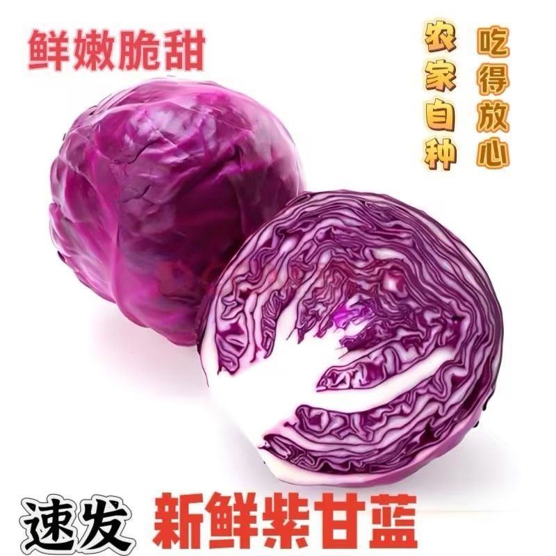 新鲜紫甘蓝紫色包菜卷心菜沙拉即食蔬菜整箱包邮紫甘蓝蔬菜