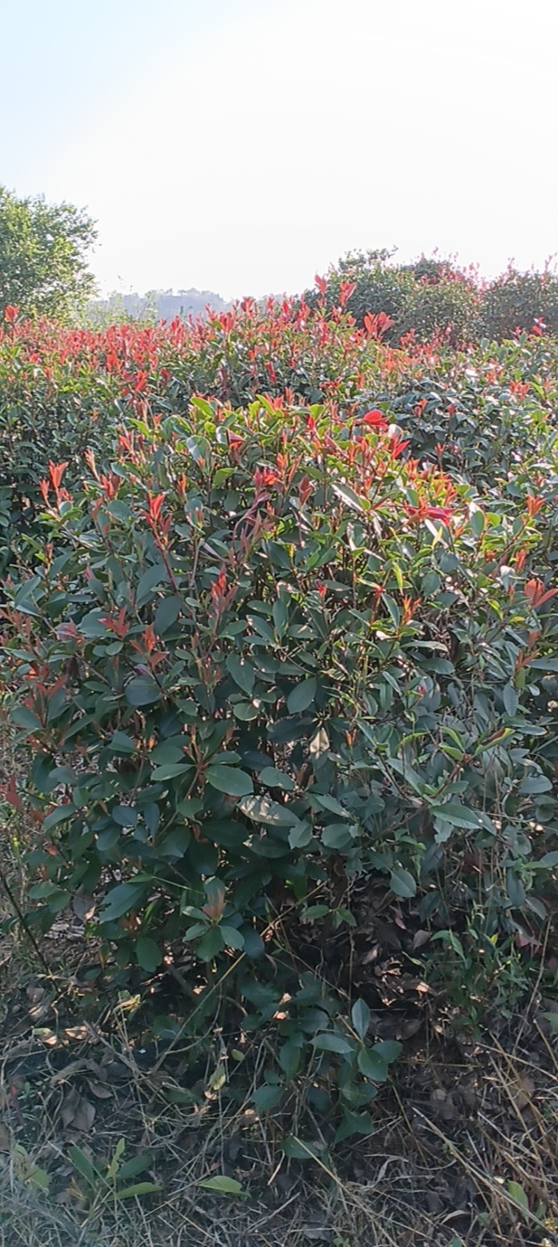 红叶石楠球