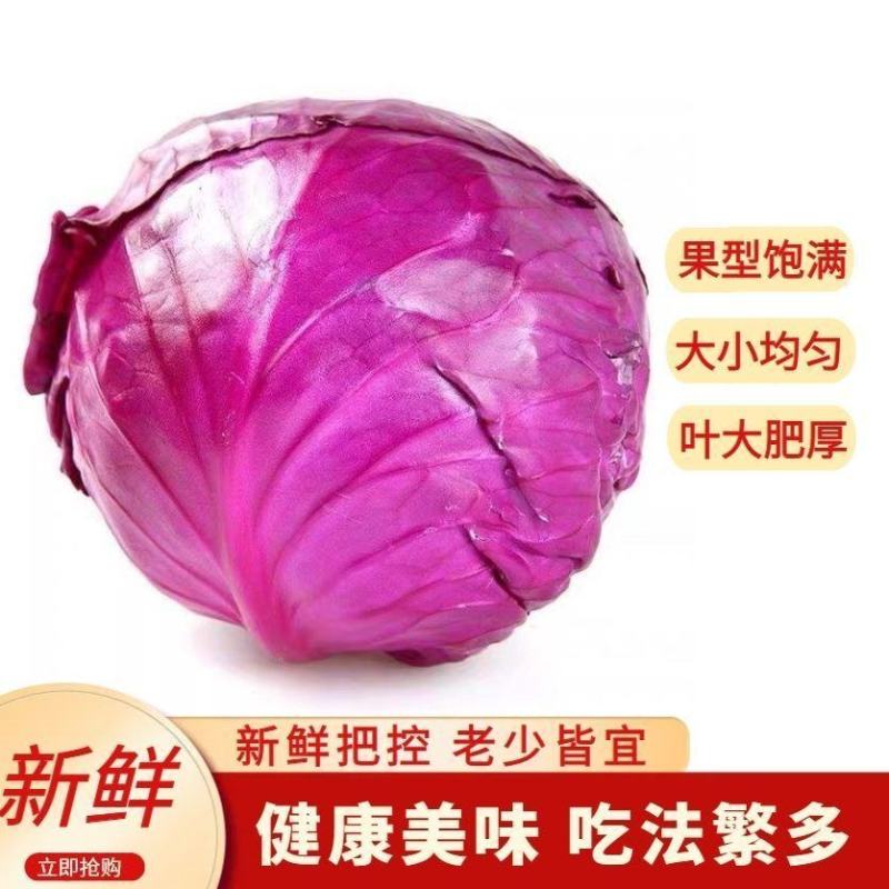 新鲜紫甘蓝紫色包菜卷心菜沙拉即食蔬菜整箱包邮紫甘蓝蔬菜