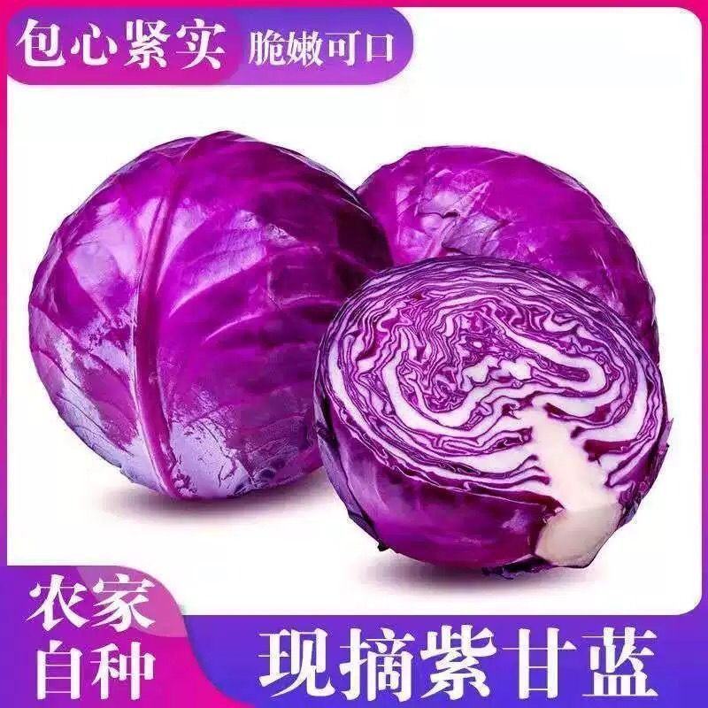 新鲜紫甘蓝紫色包菜卷心菜沙拉即食蔬菜整箱包邮紫甘蓝蔬菜
