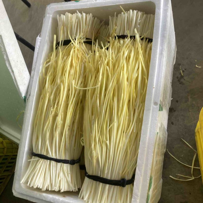 韭黄，不是蒜黄，品质保证诚信经营，欢迎选购