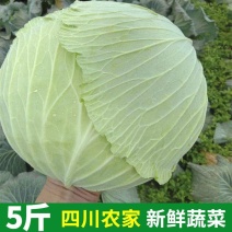 四川莲花白当季农家新鲜包心菜卷心菜家常炒包菜时令薄皮白心