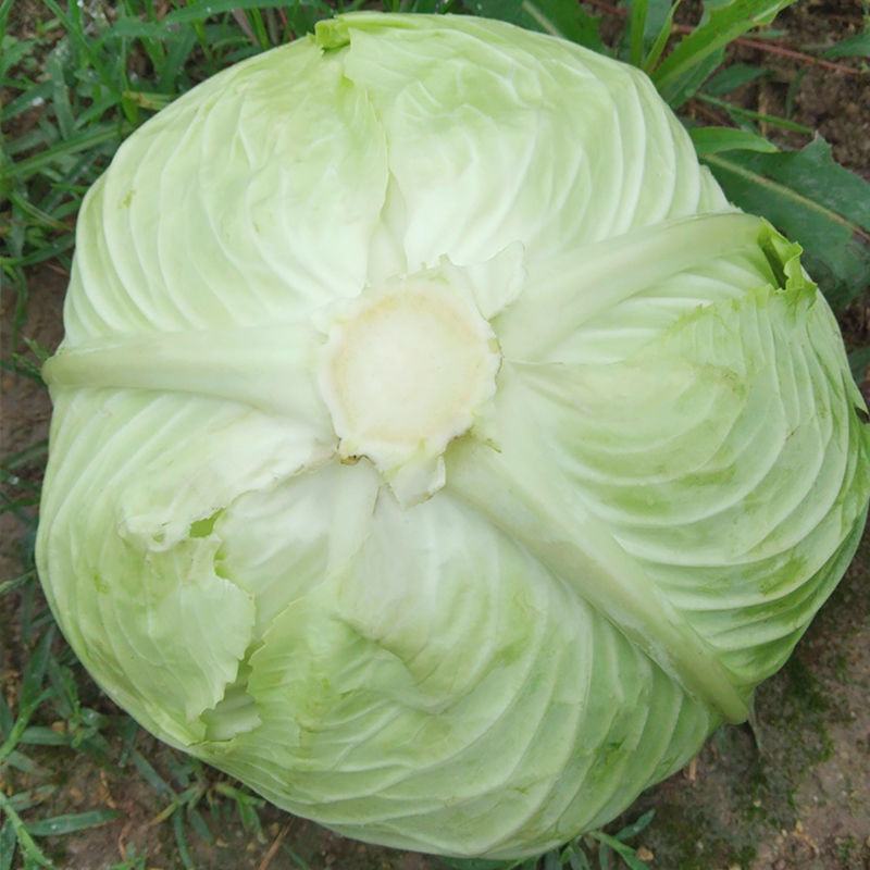 四川莲花白当季农家新鲜包心菜卷心菜家常炒包菜时令薄皮白心