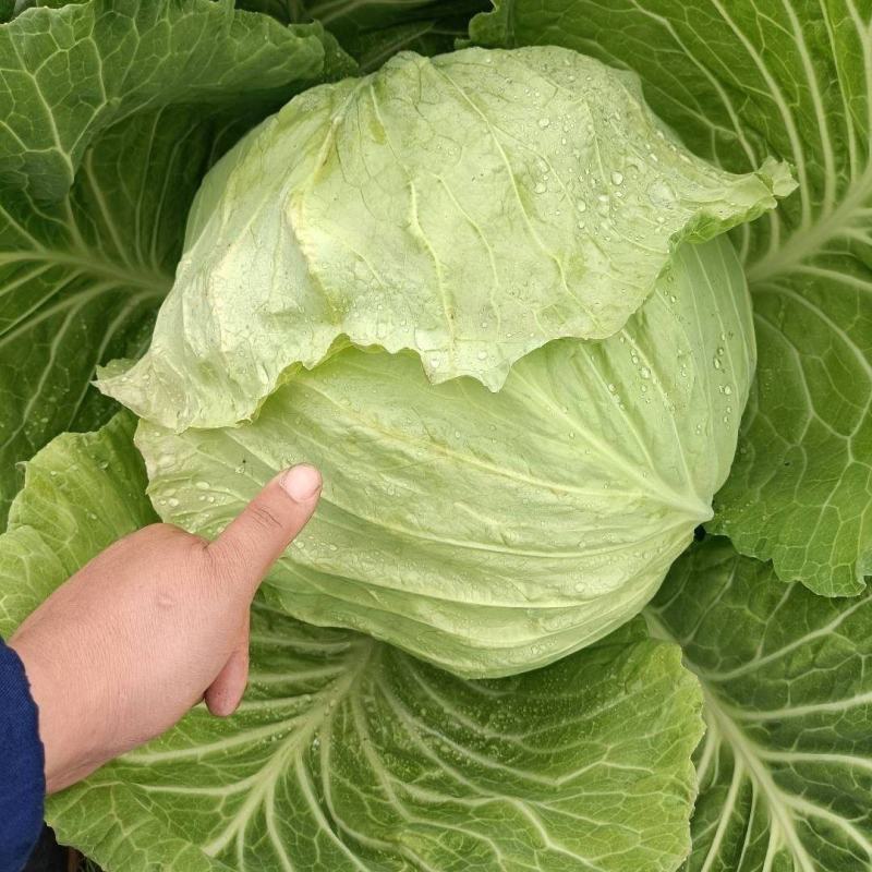 四川莲花白当季农家新鲜包心菜卷心菜家常炒包菜时令薄皮白心