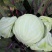 四川莲花白当季农家新鲜包心菜卷心菜家常炒包菜时令薄皮白心