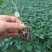 嫁接大粉苗嫁接大红番茄苗抗根结线虫抗灰叶斑抗死棵基地直发