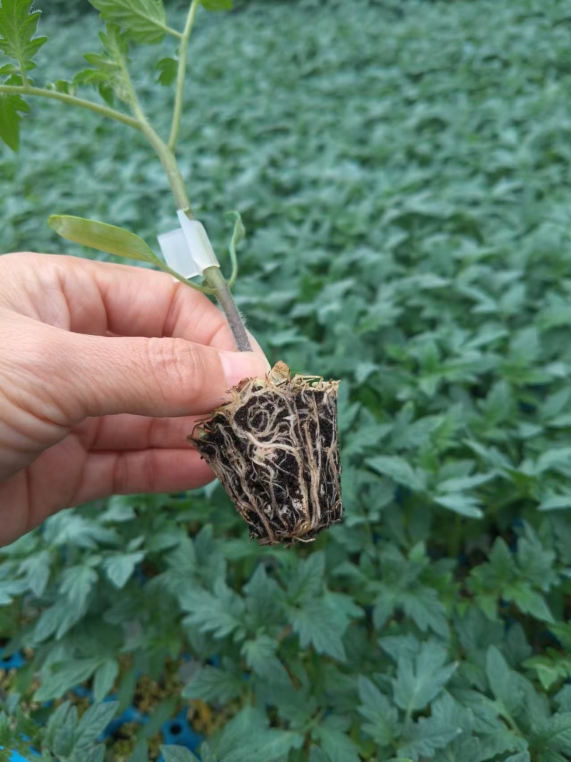 嫁接大粉苗嫁接大红番茄苗抗根结线虫抗灰叶斑抗死棵基地直发