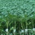 嫁接大粉苗嫁接大红番茄苗抗根结线虫抗灰叶斑抗死棵基地直发