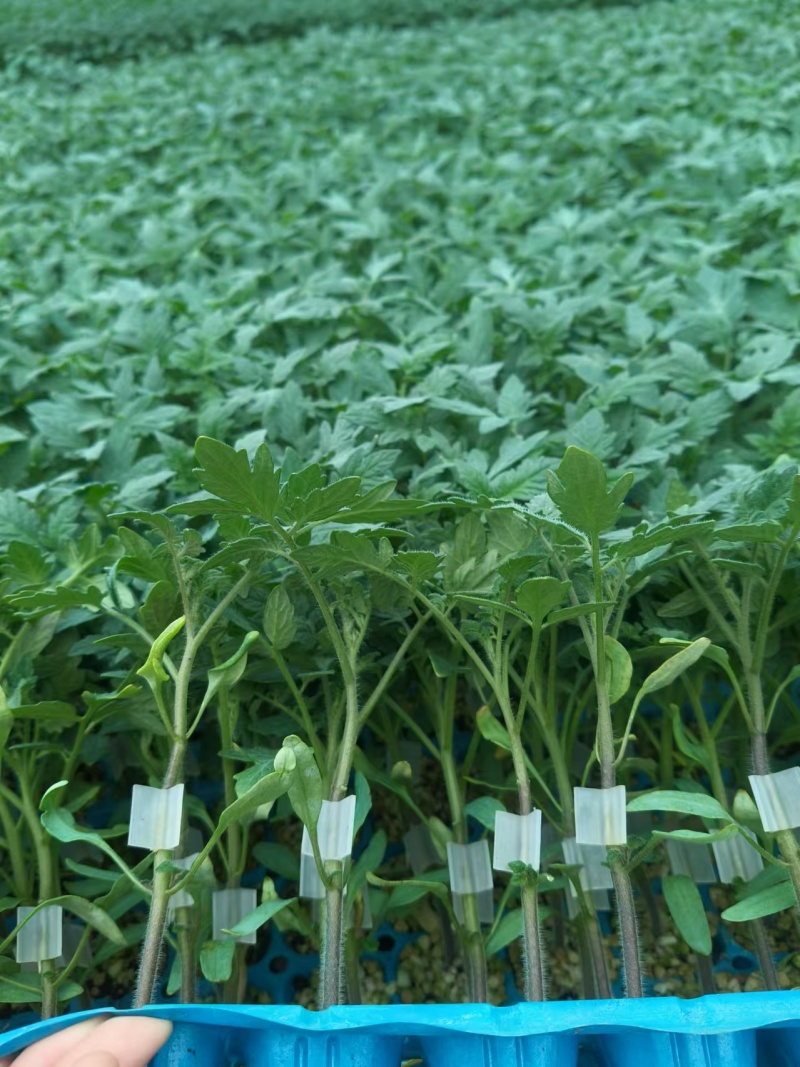 嫁接大粉苗嫁接大红番茄苗抗根结线虫抗灰叶斑抗死棵基地直发