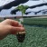 嫁接大粉苗嫁接大红番茄苗抗根结线虫抗灰叶斑抗死棵基地直发