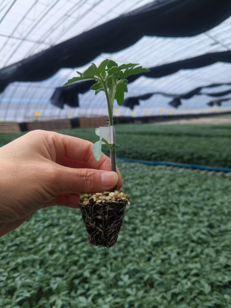 嫁接大粉苗嫁接大红番茄苗抗根结线虫抗灰叶斑抗死棵基地直发
