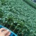 嫁接大粉苗嫁接大红番茄苗抗根结线虫抗灰叶斑抗死棵基地直发