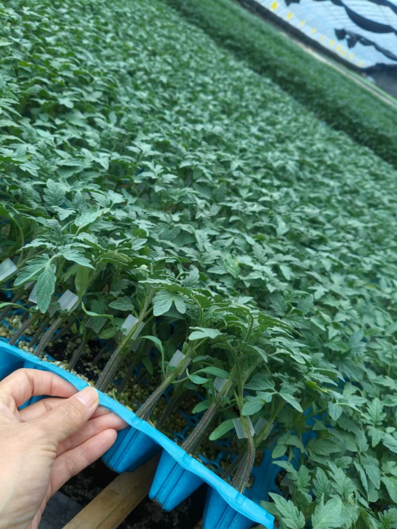 嫁接大粉苗嫁接大红番茄苗抗根结线虫抗灰叶斑抗死棵基地直发