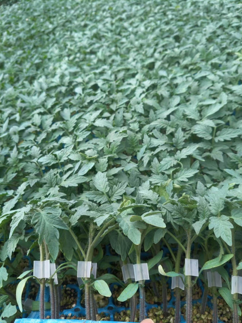 嫁接大粉苗嫁接大红番茄苗抗根结线虫抗灰叶斑抗死棵基地直发