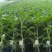 嫁接大粉苗嫁接大红番茄苗抗根结线虫抗灰叶斑抗死棵基地直发