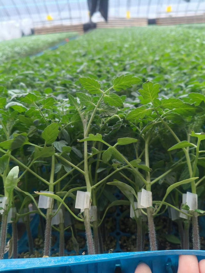 嫁接大粉苗嫁接大红番茄苗抗根结线虫抗灰叶斑抗死棵基地直发