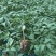 嫁接大粉苗嫁接大红番茄苗抗根结线虫抗灰叶斑抗死棵基地直发