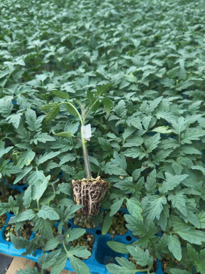 嫁接大粉苗嫁接大红番茄苗抗根结线虫抗灰叶斑抗死棵基地直发