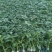 嫁接大粉苗嫁接大红番茄苗抗根结线虫抗灰叶斑抗死棵基地直发