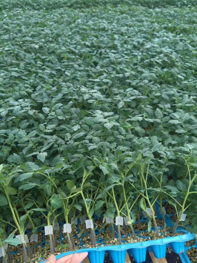 嫁接大粉苗嫁接大红番茄苗抗根结线虫抗灰叶斑抗死棵基地直发