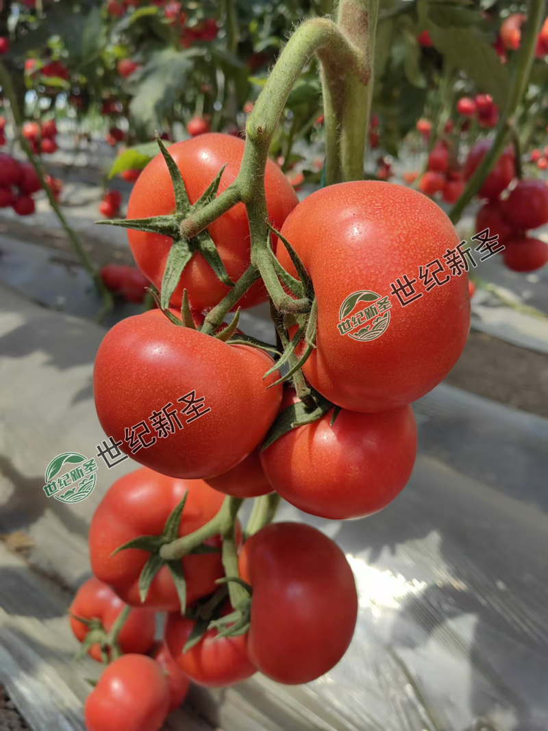 嫁接大粉苗嫁接大红番茄苗抗根结线虫抗灰叶斑抗死棵基地直发