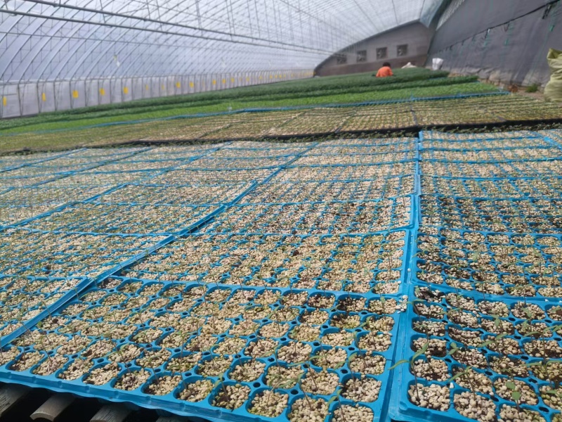 嫁接大粉苗嫁接大红番茄苗抗根结线虫抗灰叶斑抗死棵基地直发
