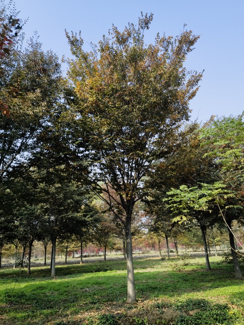 榉树