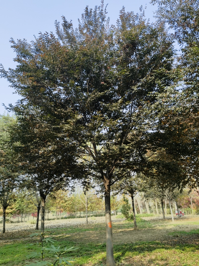 榉树