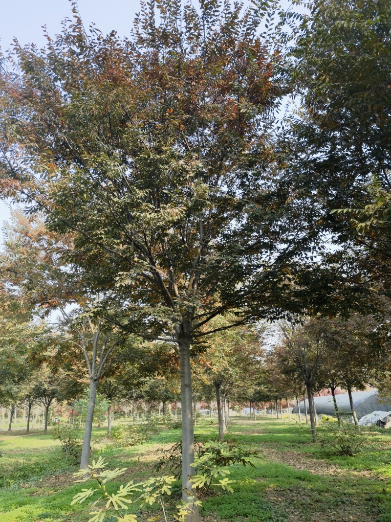 榉树