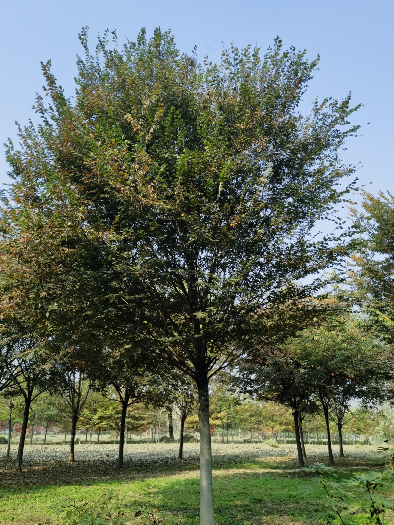 榉树