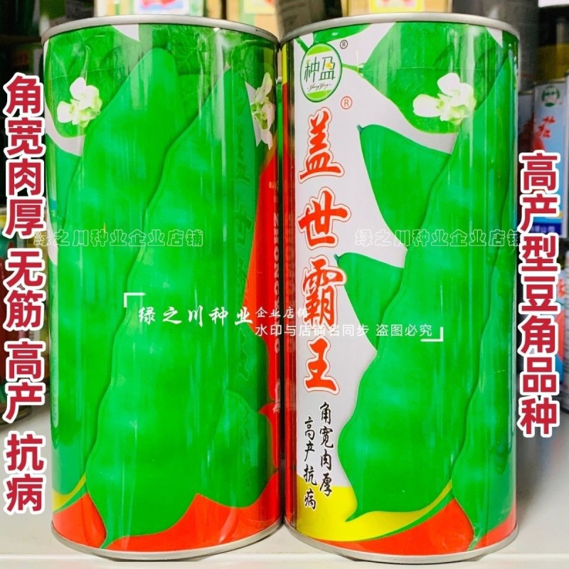 东北油豆角种子盖世霸王油豆种子抗病高产无筋豆角种籽角宽