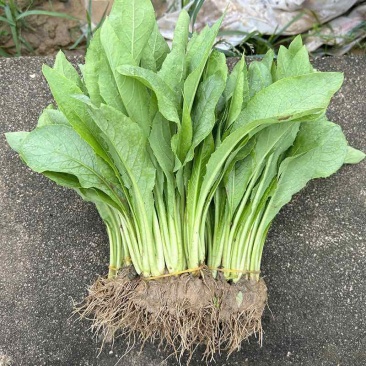 广东高州甜麦菜，苦麦菜大量上市靓苗，基地直发