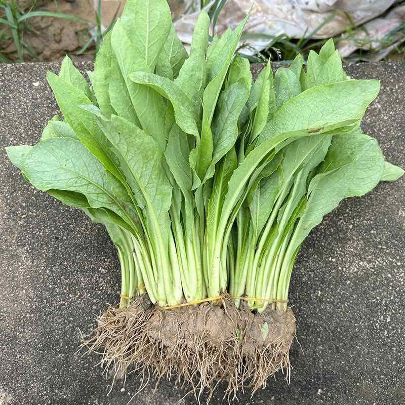 广东高州甜麦菜，苦麦菜大量上市靓苗，基地直发