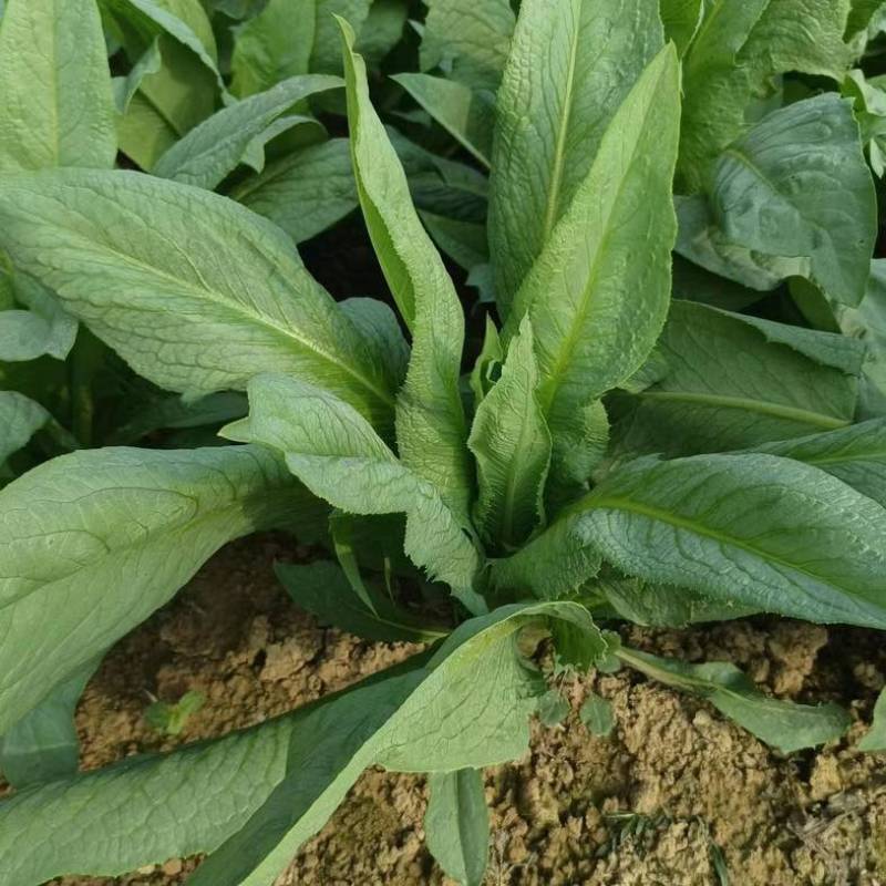 广东高州甜麦菜，苦麦菜大量上市靓苗，基地直发