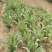 广东高州甜麦菜，苦麦菜大量上市靓苗，基地直发