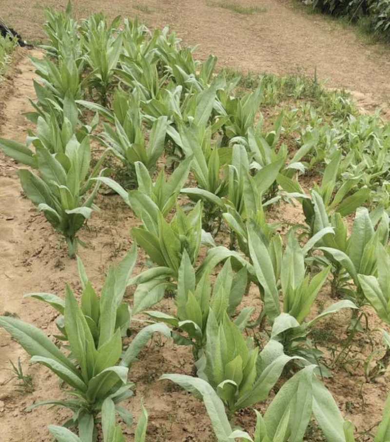 广东高州甜麦菜，苦麦菜大量上市靓苗，基地直发