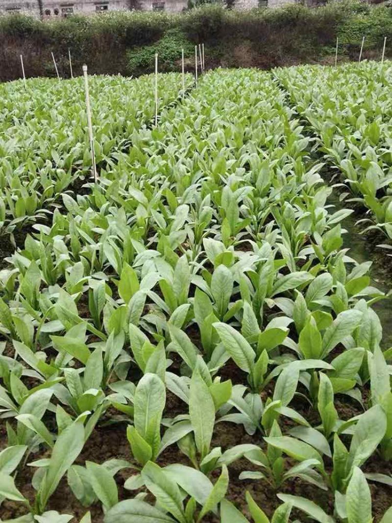 广东高州甜麦菜，苦麦菜大量上市靓苗，基地直发