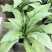 广东高州甜麦菜，苦麦菜大量上市靓苗，基地直发