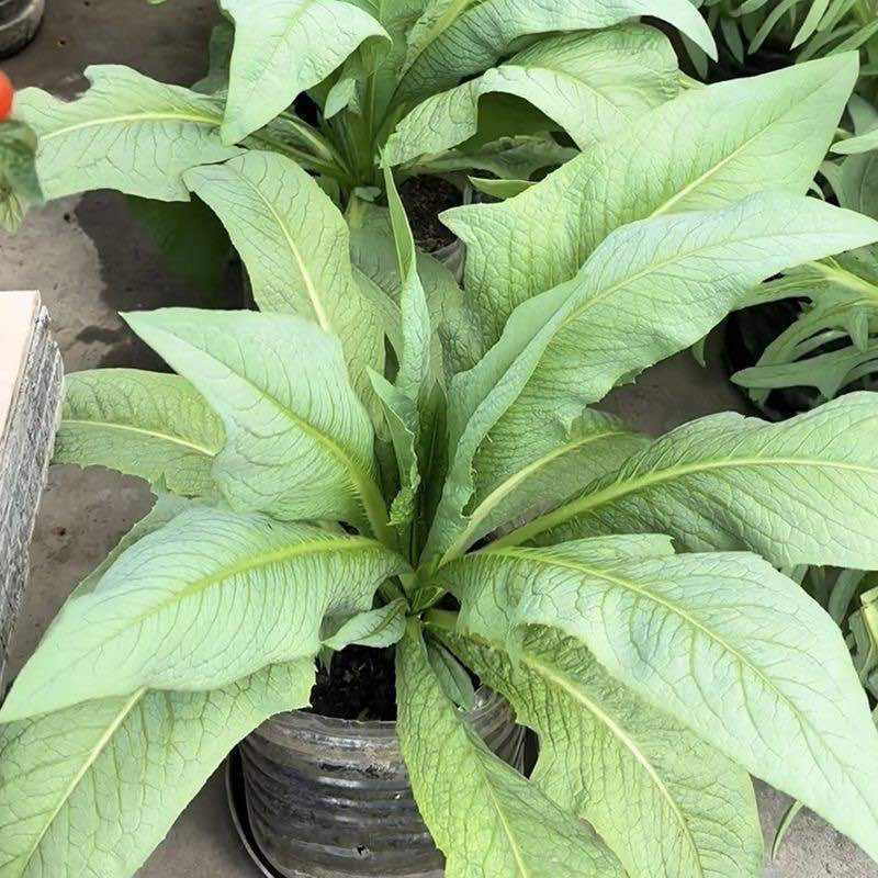 广东高州甜麦菜，苦麦菜大量上市靓苗，基地直发