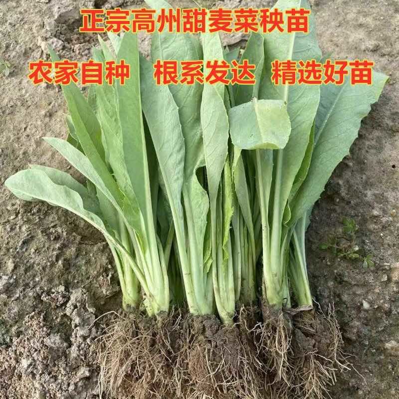 广东高州甜麦菜，苦麦菜大量上市靓苗，基地直发