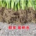 广东高州甜麦菜，苦麦菜大量上市靓苗，基地直发