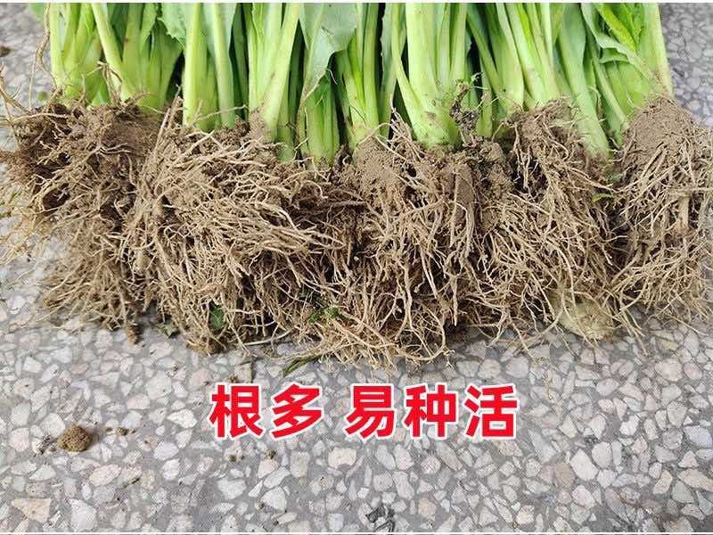 广东高州甜麦菜，苦麦菜大量上市靓苗，基地直发