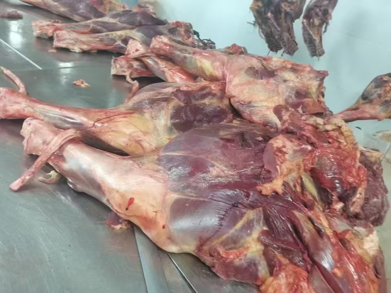 马肉