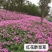 红花酢浆草