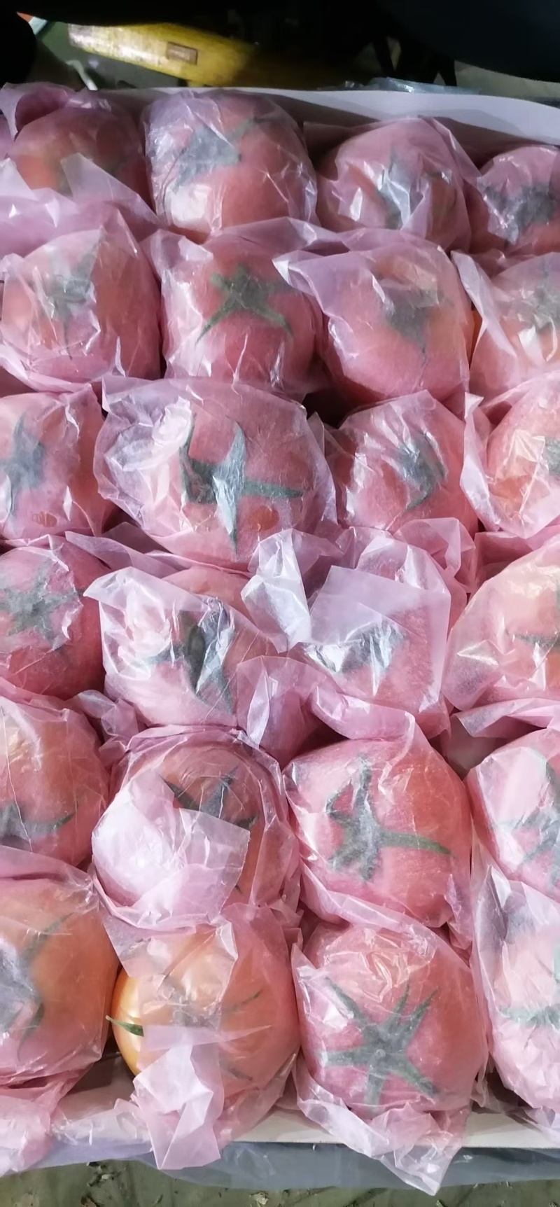 精品红硬西红柿产地直发供应市场商超电商团购欢迎订购
