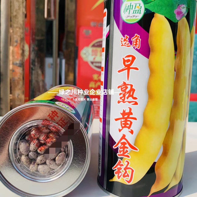 种盈早熟紫花大油豆种子东北高产豆角种籽红金钩黄金钩豆角种