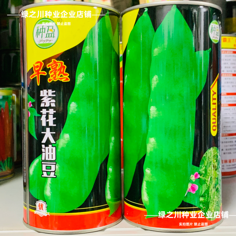 种盈早熟紫花大油豆种子东北高产豆角种籽红金钩黄金钩豆角种