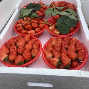 奶油草莓已大量上市，可对接商超平台和市场，欢迎采购